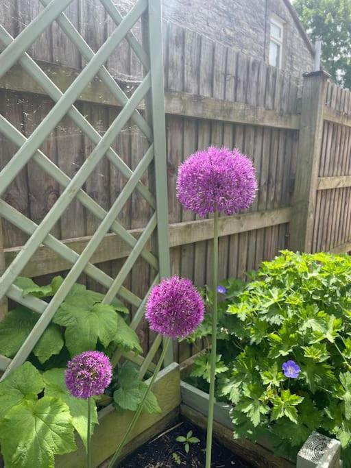No 96 Chapel Lane - Self Contained Cottage In The Heart Of Butleigh エクステリア 写真